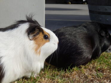 Guinea pigs are such sociable creatures.