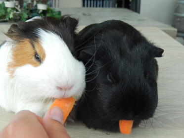 Guinea pigs love munching on carrots.