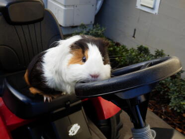 Would you trust a guinea pig at the wheel?