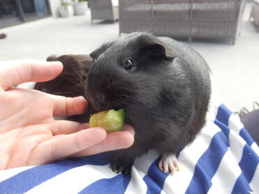 Guinea pigs love eating their greens!
