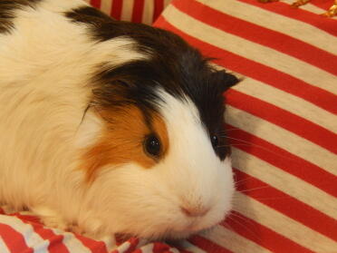 Guinea pigs are lovely pets