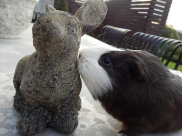 A guinea pig making friends