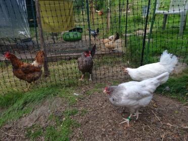 Happy chickens in the Omlet run