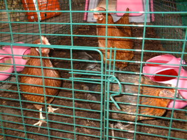 Happy hens
