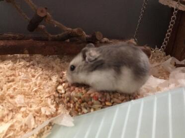 Rey nibbling away!
