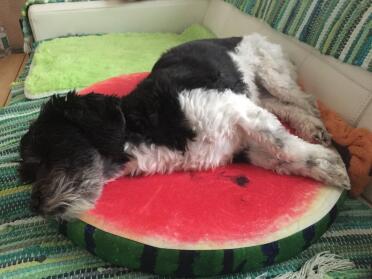 Giorno cane dschubba, havanese con acconciatura estiva. ❤️