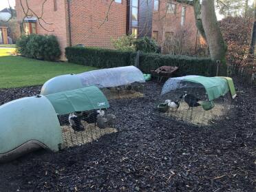 Keeping the ducks covered with the fantastic Omlet covers.