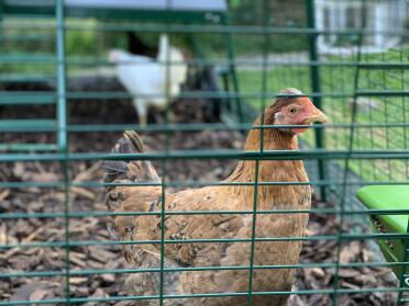 My girls The Bronte sisters. Charlotte, Emily and Anne enjoying their new home.