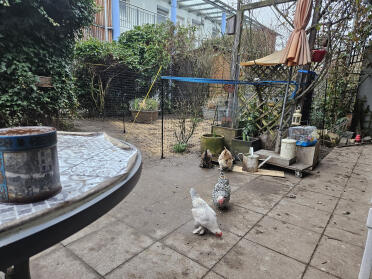 Here's the other way round: i quickly fenced in the grass seeds :-). for a bit of green in the garden. as soon as the grass is stable, the fence will be removed again. 