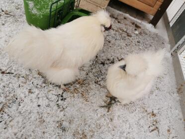 Chickens in snow