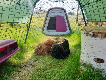 The chickens feel safe in their run