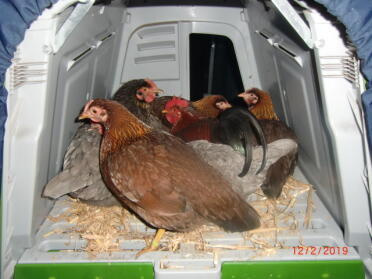 Chicken luck !