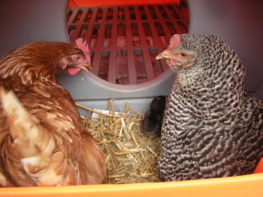 berta and isolde