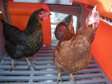 berta, isolde, rosi