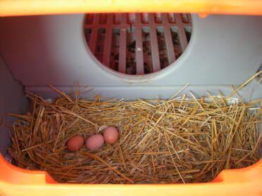 eggs ;-)