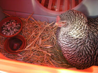 isolde