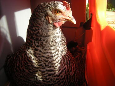 isolde and a chick
