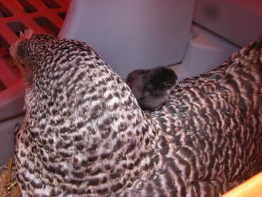 isolde and a chick