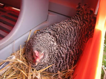 isolde is breeding
