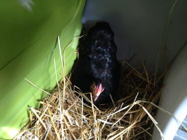 Kuscheliges Nest