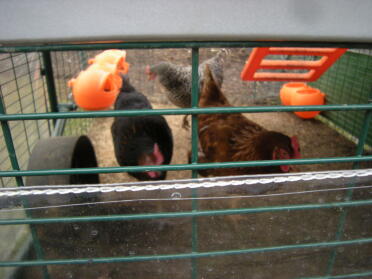our chicken and the cube