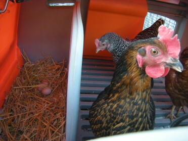 our chicken and the eggs