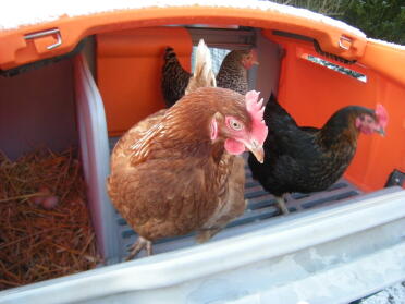 rosi, isolde, berta