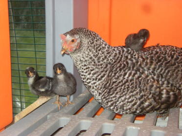 the chicken family