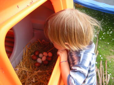the eggs