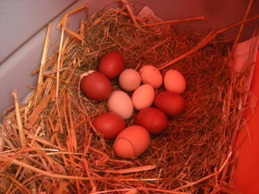 the eggs
