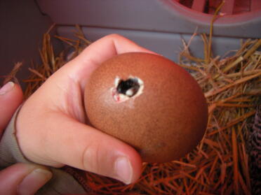 the first chick is comming