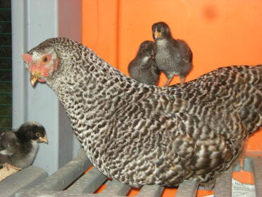 the yung family