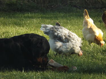 Dogs and chickens enjoy each other enormously and share the same meat.