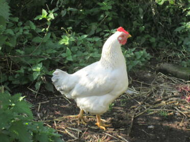 gallina stella bianca