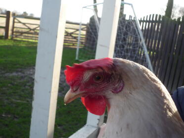 Charlie - a handsome bird.