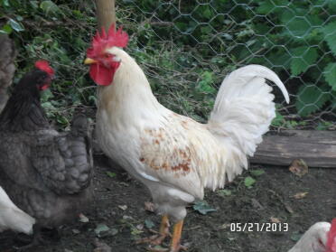 A hybrid chick.