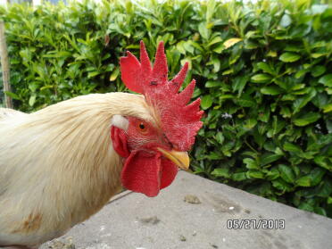 Cockerel