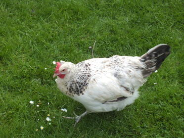 Fenton blue hen by harry