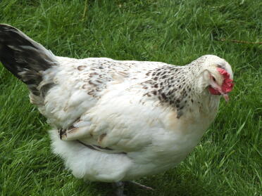 Fenton blue hen by harry