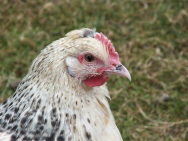 Fenton blue hen by harry