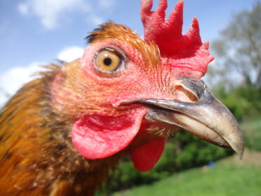 Hello -black rock hen
