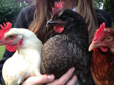 Drei Hybridhühner, Ginger Amber und Bluebell