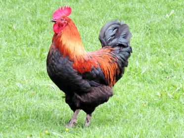 Marans Hahn