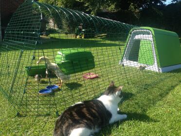 Eglu Go mit 3 zwergküken und einem laufenten-küken - und einer interessierten katze!