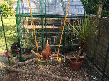 Huhn auf einer schaukel