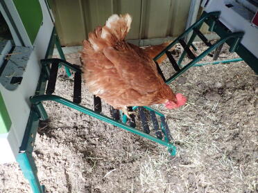 Bernice... die neue treppe ausprobieren! hat eine weile gedauert... aber jetzt sind die chookies flinke treppengeher!