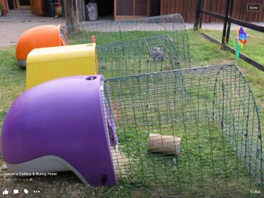 Jasper's animal hotel in essex, cinque Omlets e in aumento...