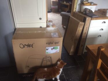 Katze aufgeregt für die Eglu Go und unsere neuen freunde