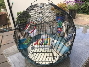 Joey in his cage enjoying the sunshine outside