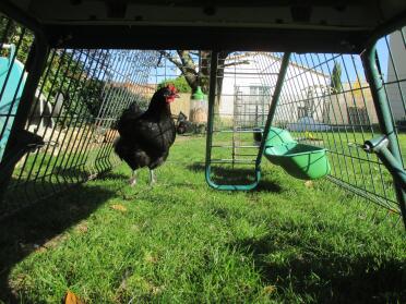Underneath shot of Eglu Cube Large Chicken Coop and Run with Chicken